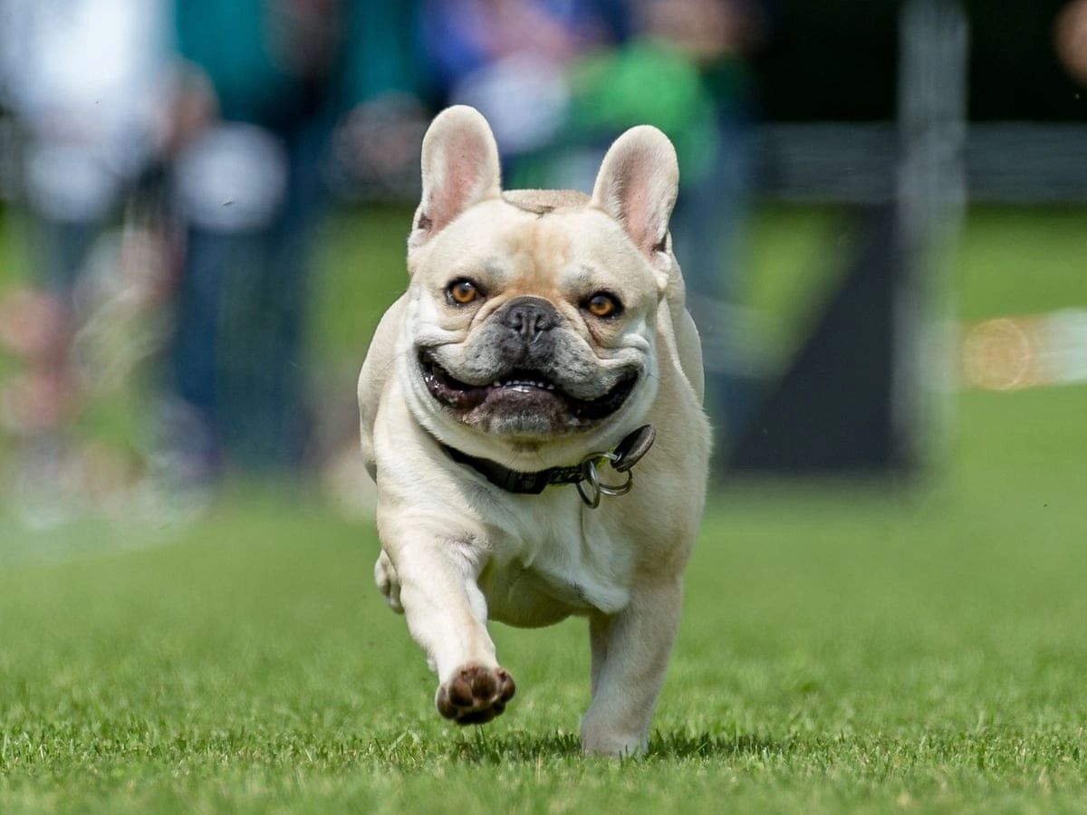 french-bull-dogs